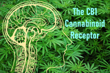 Understanding the CB1 Receptor of the Endocannabinoid System