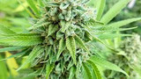 What is a Landrace Strain?