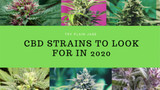 Top 2020 CBD Strains of Hemp and Marijuana