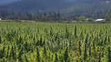 What it's like to walk around a hemp flower farm