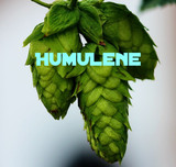 Humulene (a-Caryophyllene): The Hoppy Terpene