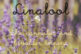 Linalool: A Soothing and Relaxing Terpene