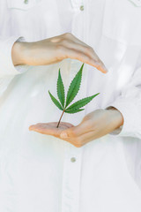 Why Choose Organic CBD Flower? Understanding the Benefits