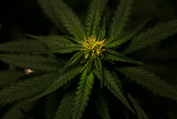 Bulk CBD Flower: Understanding Quality and Sourcing