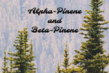 Pinene: Fresh From The Forest Energizing Cannabis Terpenes