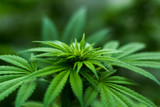 Strongest CBD Flower: A Guide to Potent Hemp Strains