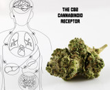 Understanding the CB2 Receptor of the Endocannabinoid System The endocannabinoid system and the brain.