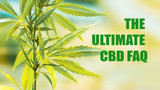 The Ultimate Plain Jane CBD FAQ