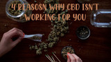 Top Four Reasons Why CBD Isn't Working for You
