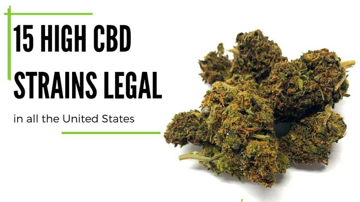 US Hemp 15 High CBD Strains for 2020 PlainJane