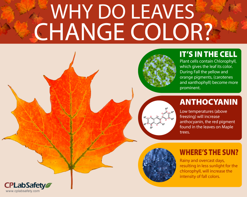 Infographic: Why Leaves Change Color