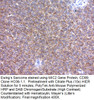 CD99 / MIC2 (Ewing's Sarcoma Marker); Clone HO36-1.1 (Concentrate), 0.5mL