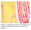 Picro-Sirius Red Solution Histology Stain, 1000mL
