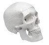 Anatomical Model, Human Adult Skull 3-Part, 9" H, Removable Skull Cap, Shows Foramen, Fossa, and Canals, Articulated Mandible