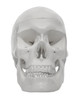 Anatomical Model, 3D Human Adult Skull 3-Part, 9" H, Removable Skull Cap, Shows Foramen, Fossa, and Canals, Articulated Mandible