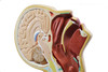 Anatomical Model, 3D Nasal Swab Training 12", For Demonstration of Nasopharyngeal Testing, Made of PVC