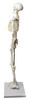 Anatomical Model, 3D Skeleton, Human, Half Size, Articulated Mandible, Rod Mounted, Detailed