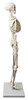 Anatomical Model, 3D Skeleton, Human, Half Size, Articulated Mandible, Rod Mounted, Detailed
