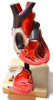 Anatomical Model, 3D Human Heart, Larger than Life-Size (8" in Height), On Diaphragm