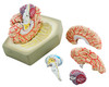 Anatomical Model, Life-Size Human Brain with Arteries, 8 parts with Stand