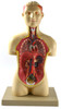 Anatomical Model, 3D Half Life-Size Human Torso, 17''