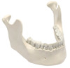 Eisco Labs Anatomical Model, Mandible & Lower Jaw Model with 16 Teeth, Anatomically Accurate Human Bone Replica, Natural Size and Color 