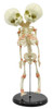 Eisco Labs Anatomical Model, Infant Fetus Skeleton, Mini Size, Twin, Conjoined Skull, Rod Mounted, Incredible Detail for Anatomical Study 