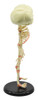 Eisco Labs Anatomical Model, Infant Fetus Skeleton, Mini Size, Twin, Conjoined Skull, Rod Mounted, Incredible Detail for Anatomical Study 