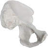 Eisco Labs Anatomical Model, Hip Bone, Left, Anatomically Accurate Human Coxal Bone Replica 