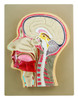 Eisco Labs Anatomical Model, Half Human Head, Natural Size, Median Section, Mounted on Base, Hand painted with Key Card 