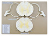 Eisco Labs Anatomical Model, Spinal Cord, 17 Inch, Mounted, 10x Enlarged, Includes Nerve Branches, With English Key Card 