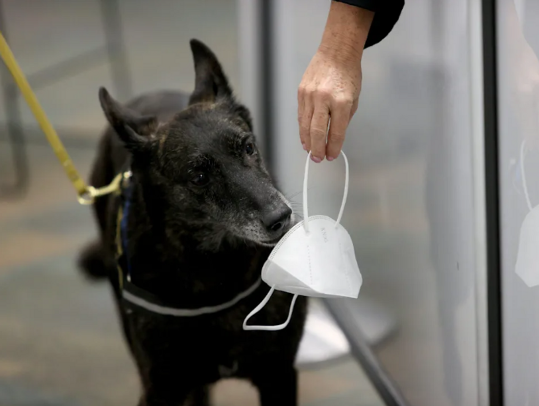 Dogs Are Being Trained to Detect COVID-19