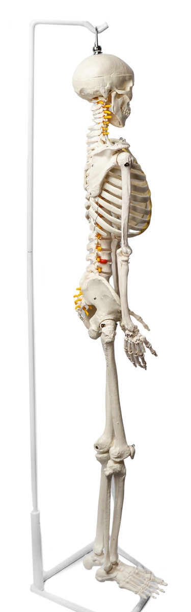Anatomical Model, 3D Human Skeleton, Half Size, With Nerve Endings ...