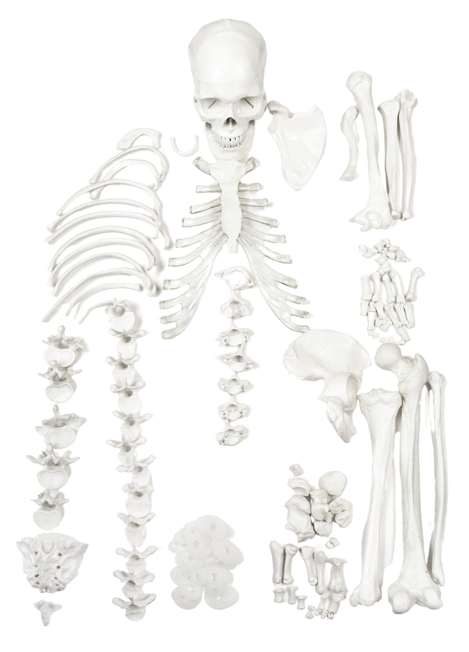 Disarticulated Human Skeleton, HALF, Medical Quality, Life Size