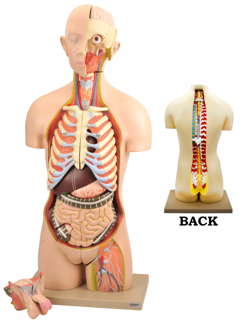 人体模型　Human Torso Anatomically Amazon.com: New 20
