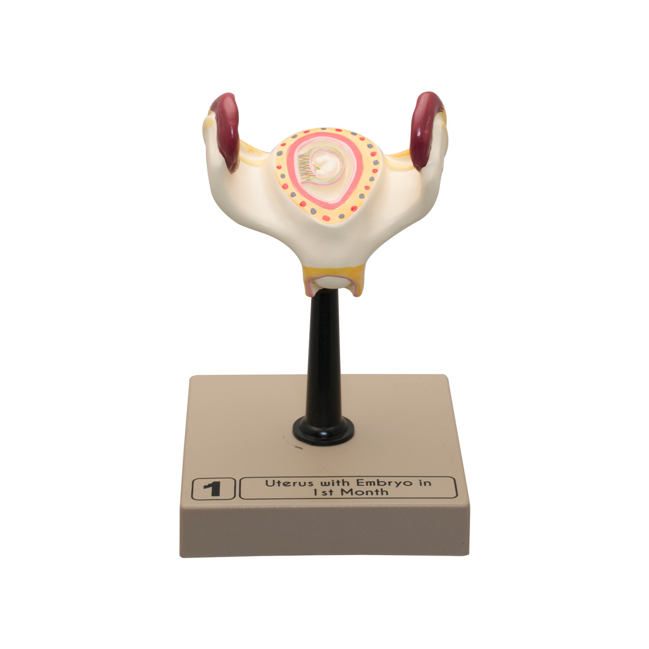 Anatomical Model, 3D Human Embryo/Fetus Development in Utero, Set