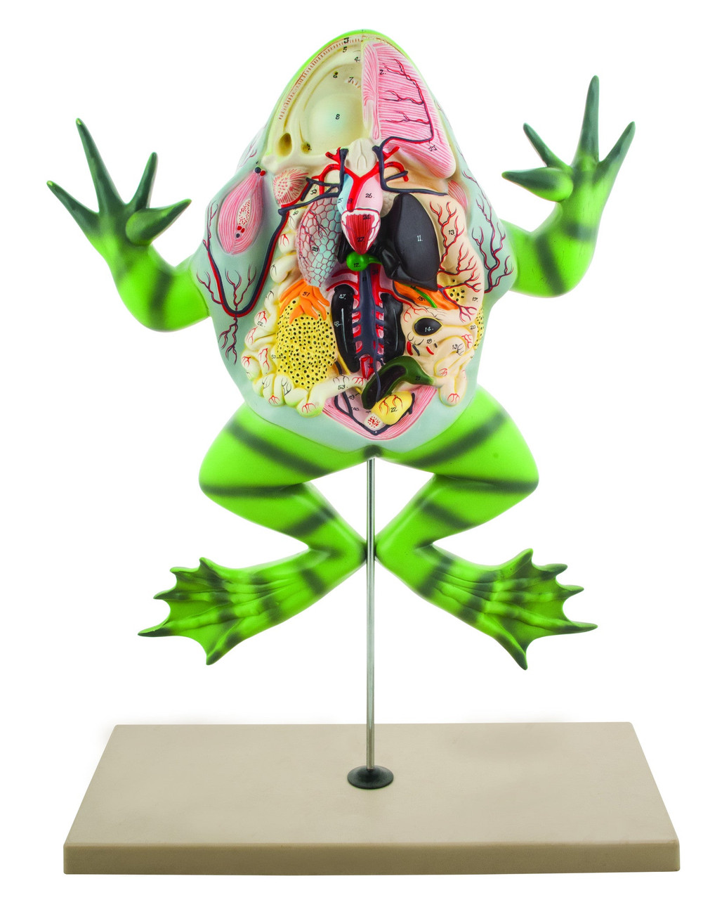 Bullfrog Dissected Anatomical Biology Model, 3D Frog Dissection with open back (Bull Frog ...