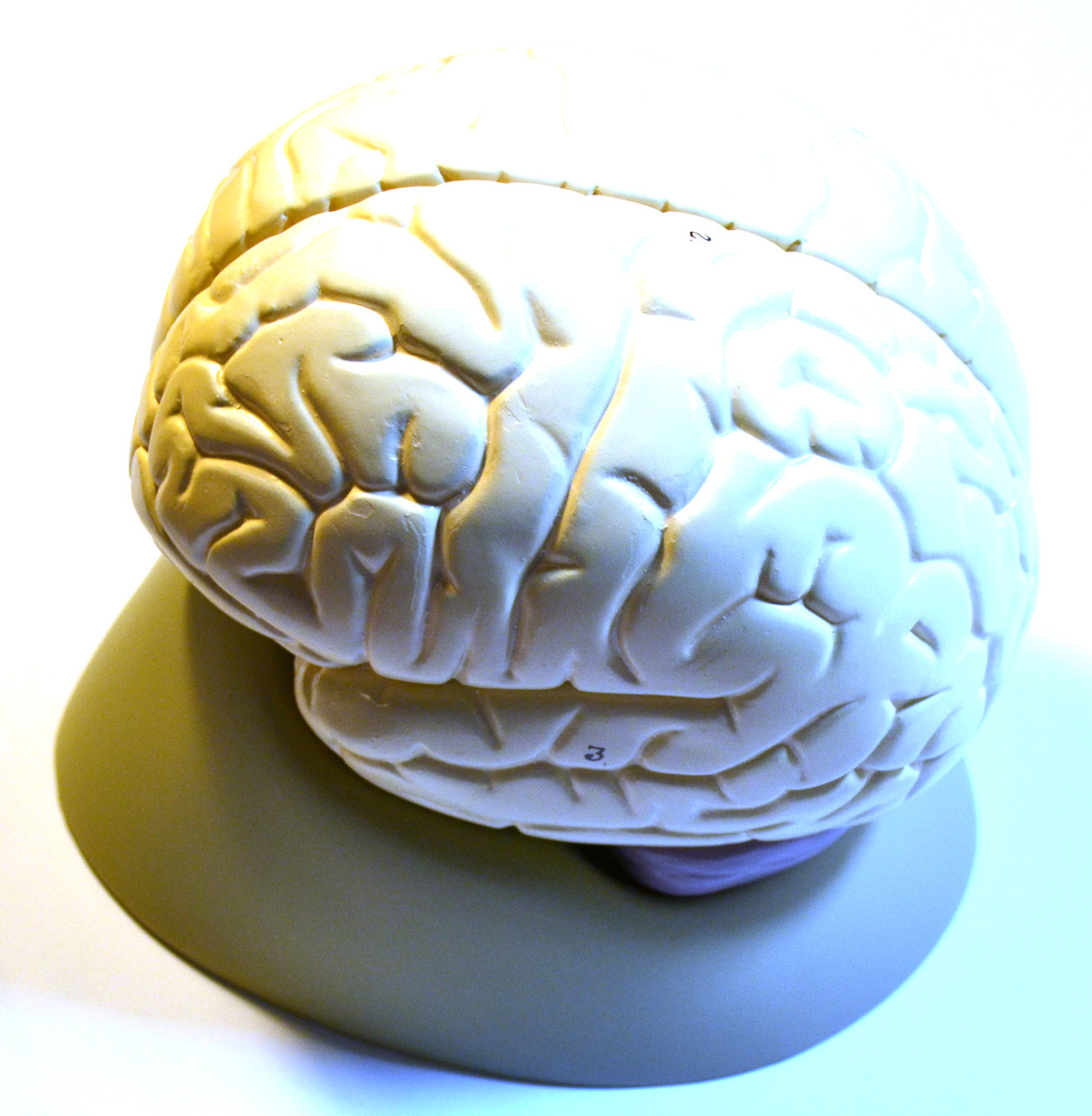 Anatomical Model, 3D Detailed Human Brain, 2 Parts, 6.5