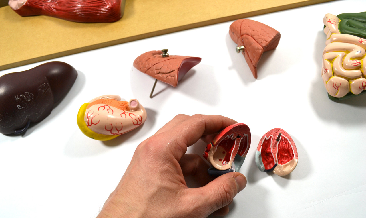 Anatomical Biology Model, 3D Pig Dissection Educational Tool