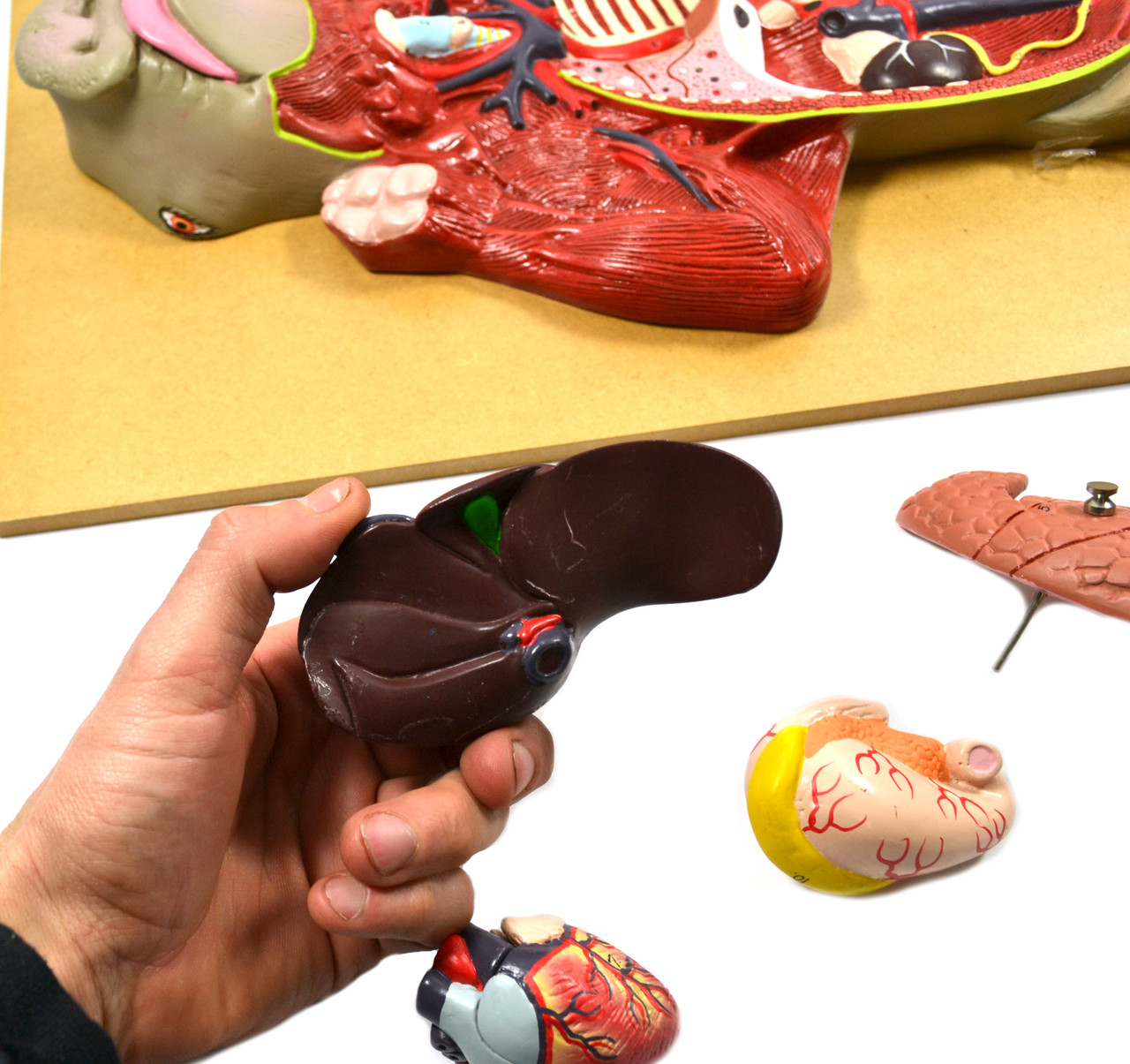 Anatomical Model, Pig Dissection Educational Tool