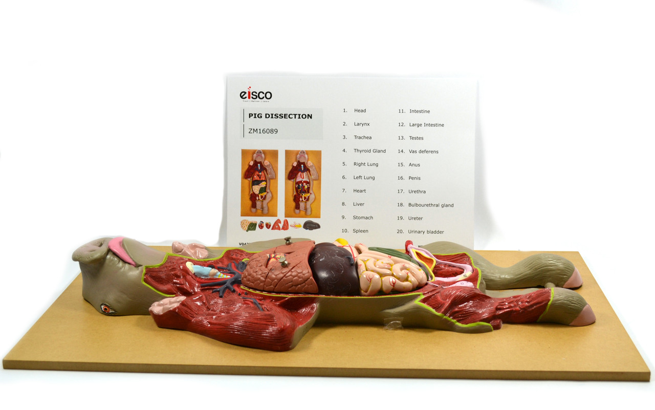 Anatomical Model, Pig Dissection Educational Tool