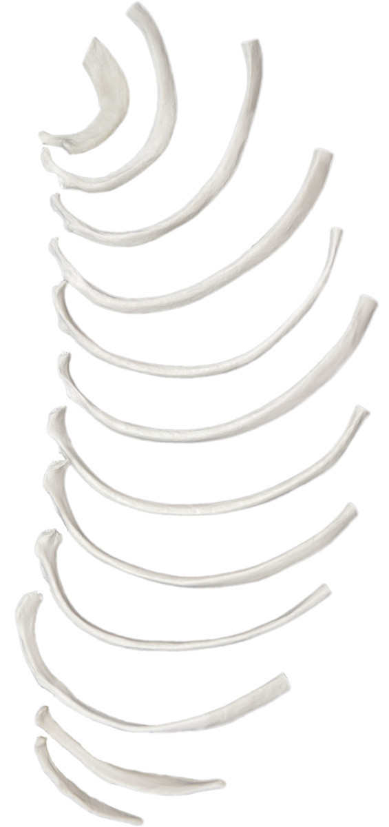 Anatomical Model, 3D Disarticulated Rib Bones, Half Set, 12 Bones ...