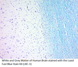 luxol-fast-blue-histology-stain-kit