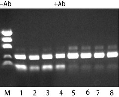 Jumpstart Redtaq DNA Polymerase HotStart Taq Enzyme 250 Unit