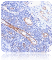 CD31; Clone C31.7 (Ready-To-Use), 2mL