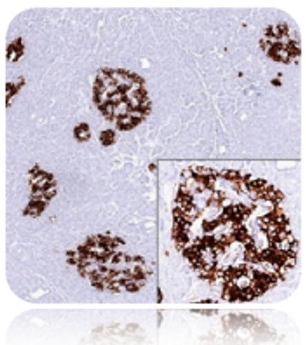 Insulin; Clone 2D11-H5 (Concentrate), 1mL