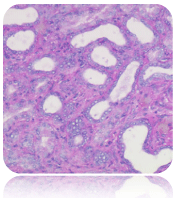 Eosin-Phloxine Solution, 500mL