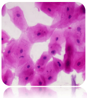 Eosin Y Solution (Aqueous), 500mL