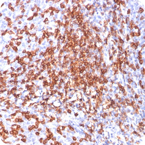 CD44 / HCAM Std.; Clone 156-3C11 (Concentrate), 0.1mL