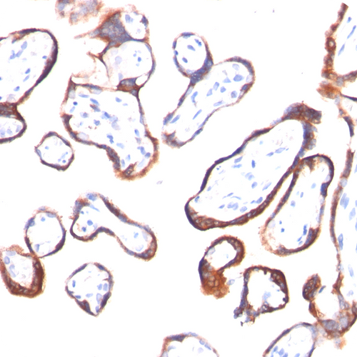 hCG-beta (Pregnancy & Choriocarcinoma Marker); Clone HCGb/54 (Concentrate), 0.1mL